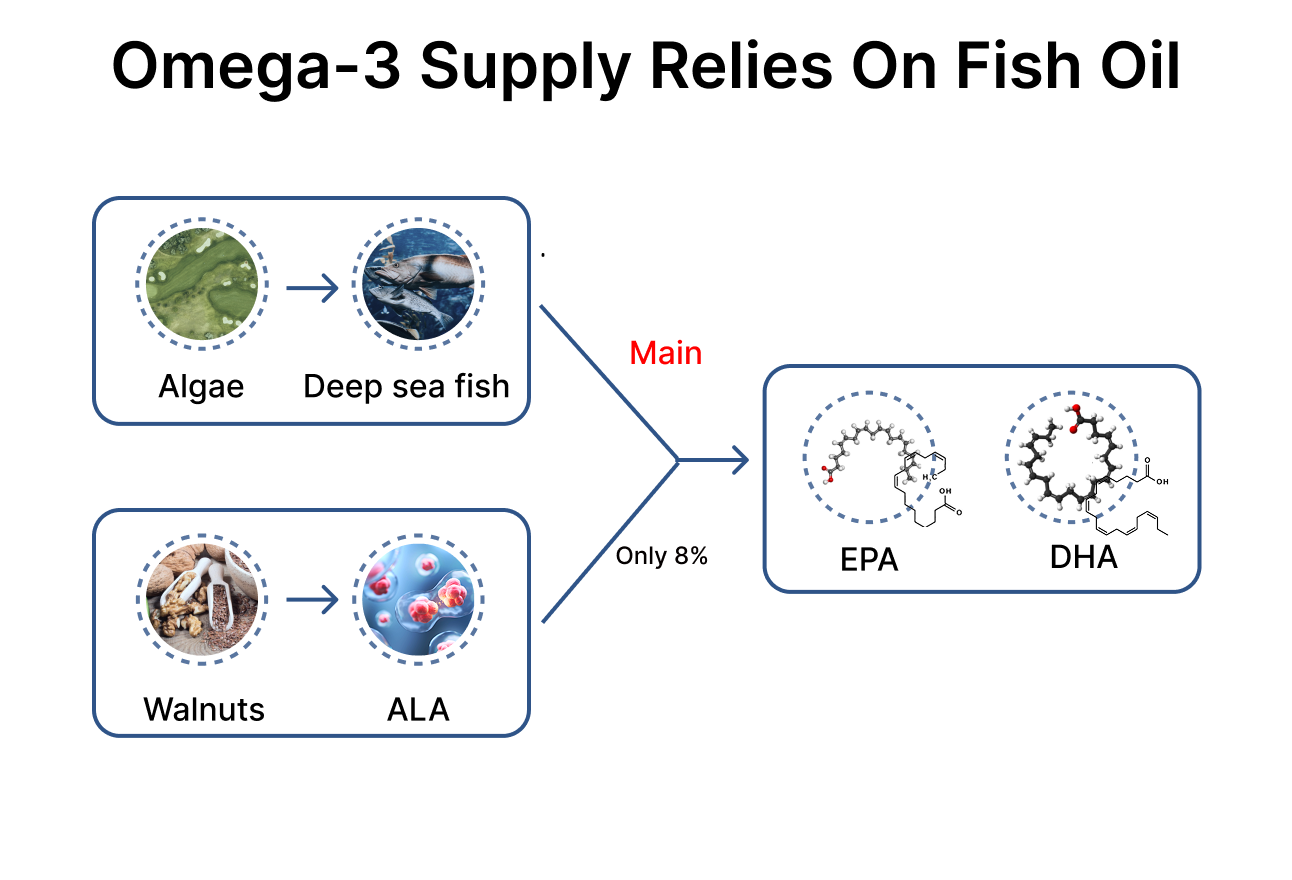 Diagram showing Omega-3 supply relying on algae to deep sea fish for EPA and DHA, compared with walnuts to ALA.